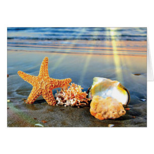 Sea shells and starfish on beach