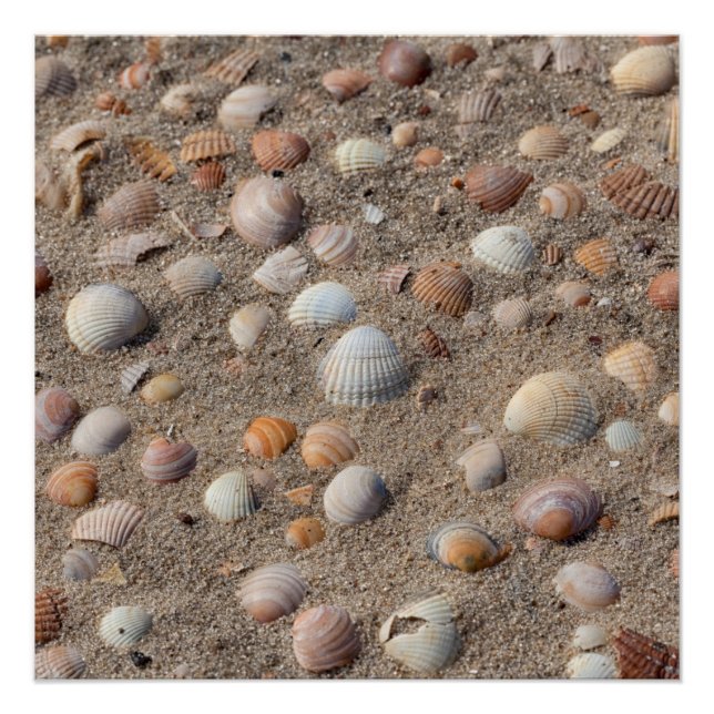 Sea  shells at the beach poster (Front)