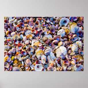Sea Shells By The Sea Shore Poster