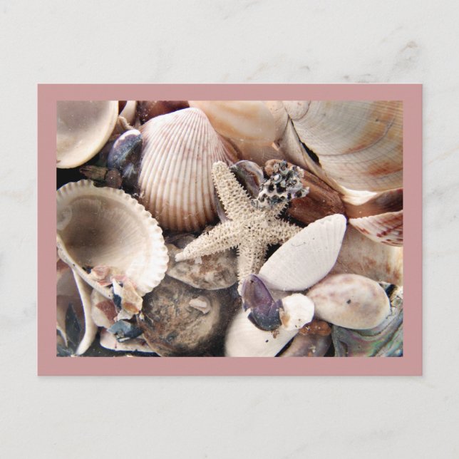 Sea Shells by the Shore Postcard (Front)