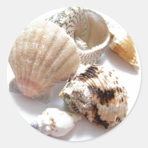 Sea Shells Classic Round Sticker