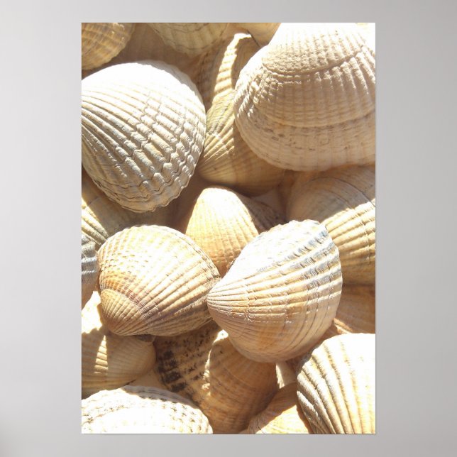 Sea Shells Collection Photography Poster (Front)