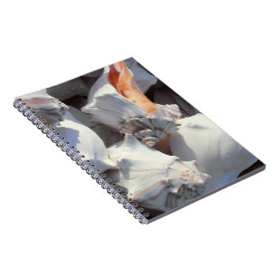 Sea Shells in sunlight and shadow Notebook