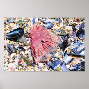 Sea Shells Jellyfish Ocean Beach View Poster