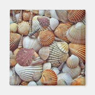 Sea Shells Magnet