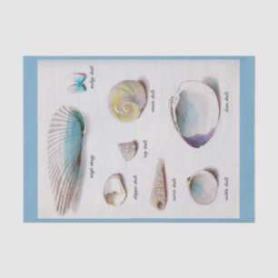 Sea Shells Natural Pastel 10" X 15" Tissue Paper