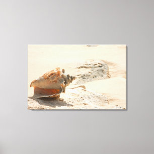 Sea Shells On The Beach Canvas Print