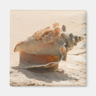 Sea Shells On The Beach Magnet