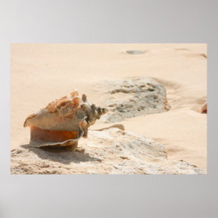Sea Shells On The Beach Poster