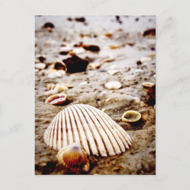 Sea Shells on the seashore Postcard (Front)
