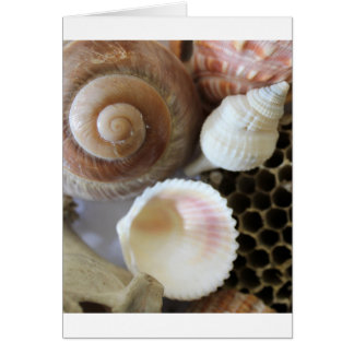 sea shells photograph