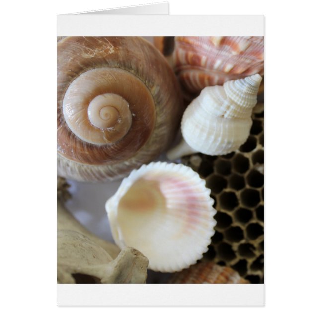 sea shells photograph (Front)