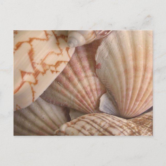 Sea Shells Postcard (Front)