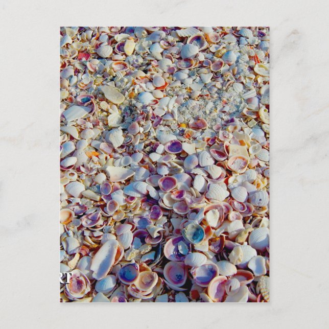 Sea Shells Postcard (Front)