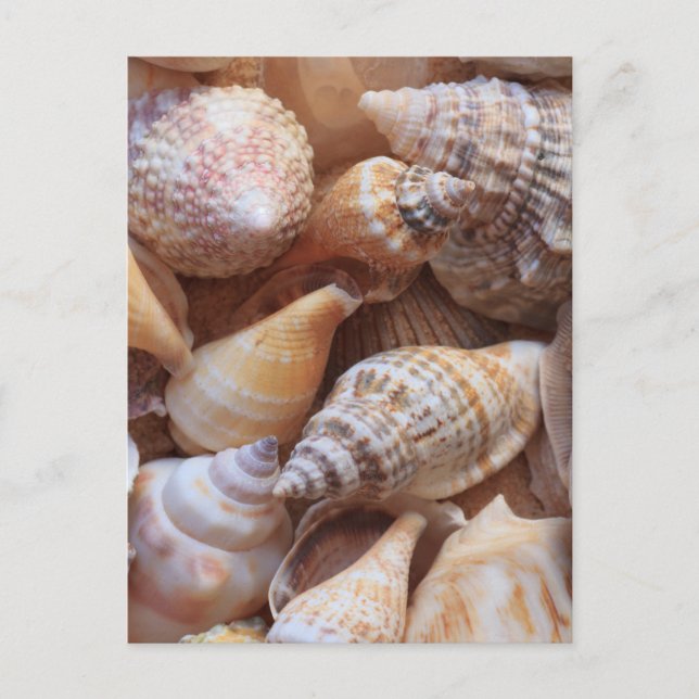 Sea Shells Postcard (Front)
