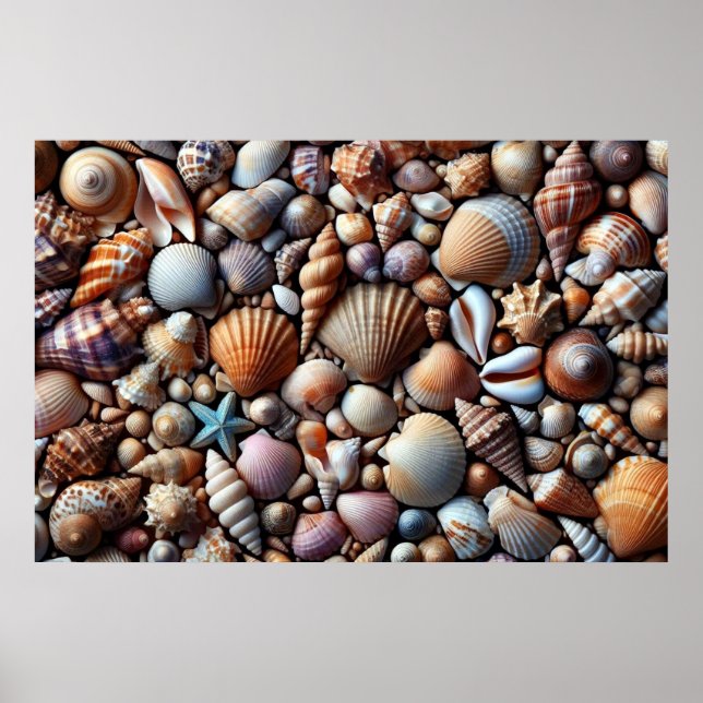 Sea Shells Poster (Front)