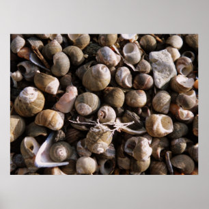 Sea shells poster
