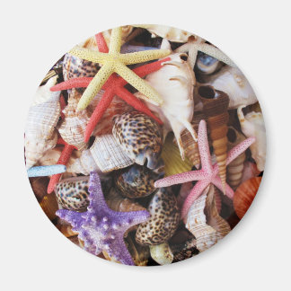 Sea Shells Starfish Colourful Shell Magnet