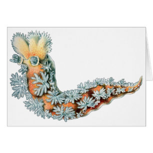 Sea Slug