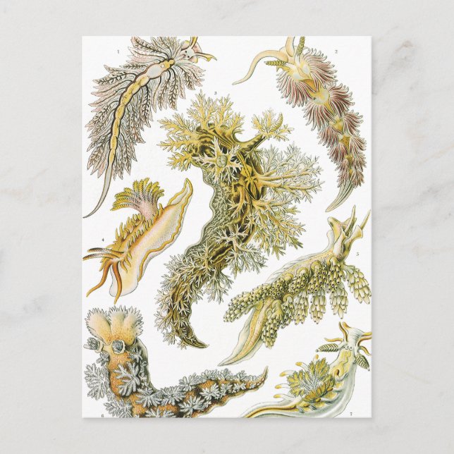 Sea Slugs by Ernst Haeckel, Vintage Nudibranchia Postcard (Front)