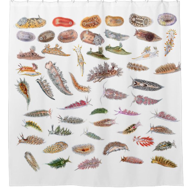 Sea slugs from Britain Shower Curtain (Front)