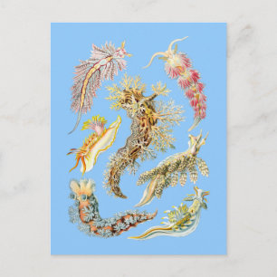 Sea slugs postcard