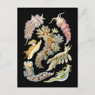 Sea slugs postcard