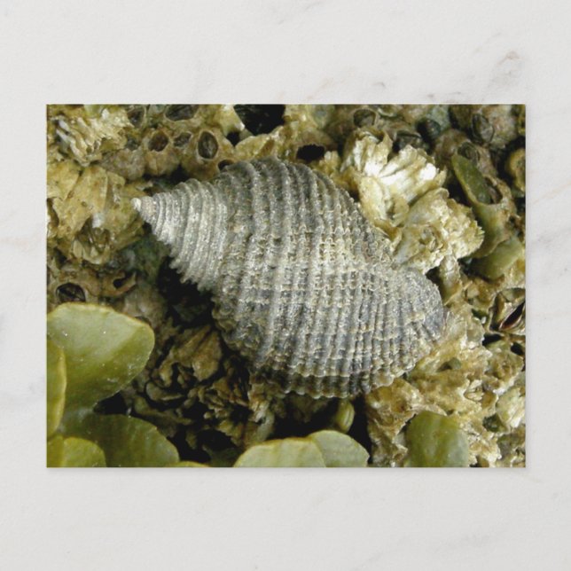 Sea Snail, Unalaska Island Postcard (Front)