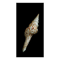 Sea Spindle