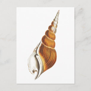 "SEA SPINDLE" SEASHELLS SEALIFE POSTCARD