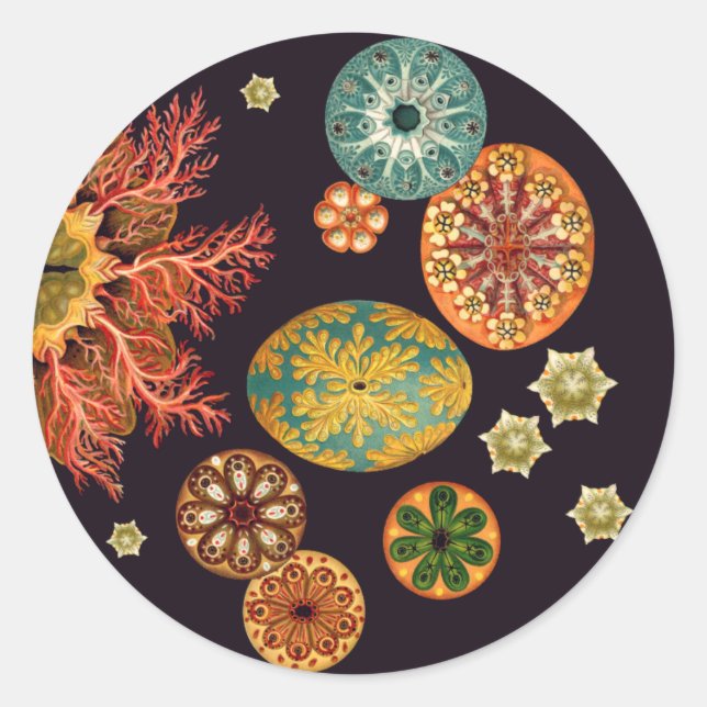 Sea Squirt Remix Stickers (Front)