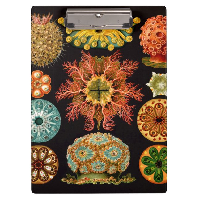 Sea Squirt Square Clipboard (Front)