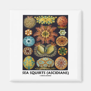 Sea Squirts (Ascidians - Artforms Of Nature) Magnet