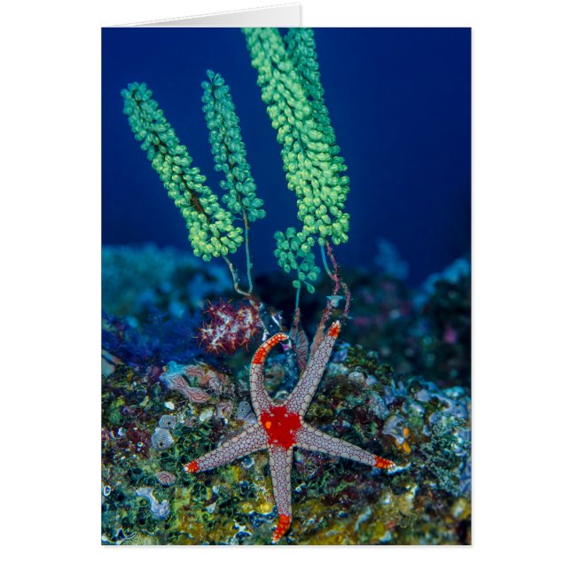 Sea Star and Tunicate (Front)