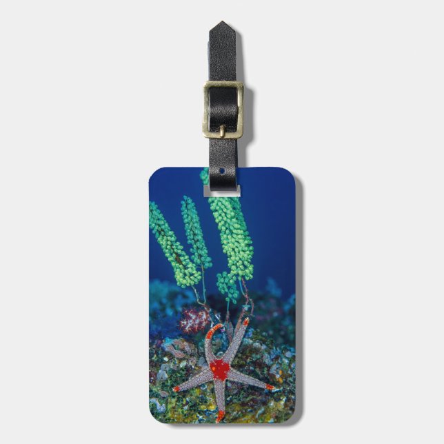 Sea Star and Tunicate Luggage Tag (Front Vertical)