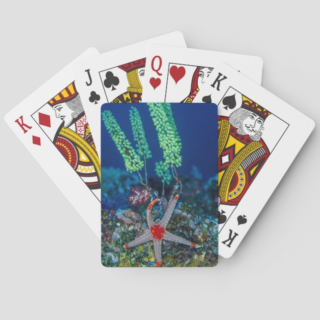 Sea Star and Tunicate Playing Cards (Back)