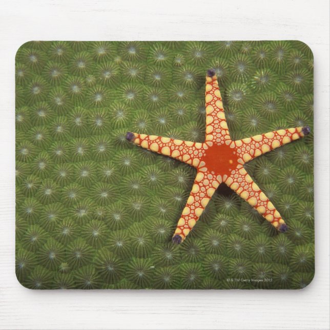 Sea star cleaning reefs by eating algae mouse pad (Front)