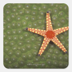 Sea star cleaning reefs by eating algae square sticker