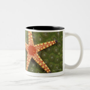 Sea star cleaning reefs by eating algae Two-Tone coffee mug