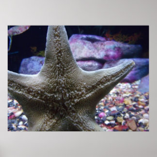 Sea Star Poster