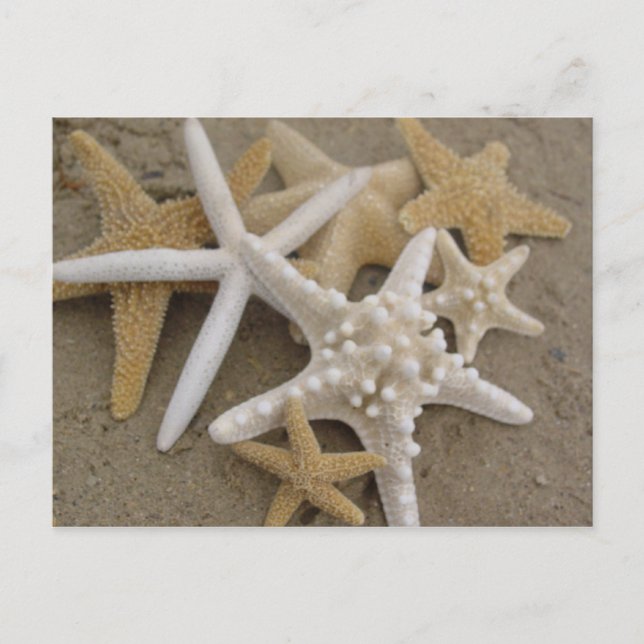 Sea Stars Postcard (Front)