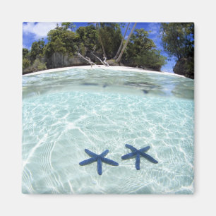 Sea stars, Rock Islands, Palau 2 Magnet