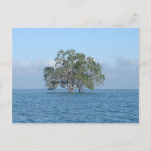 Sea Tree Postcard