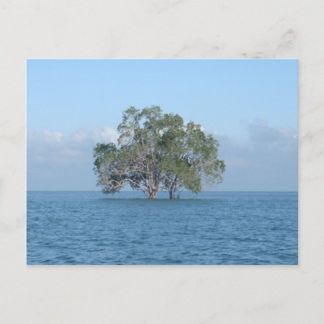 Sea Tree Postcard (Front)