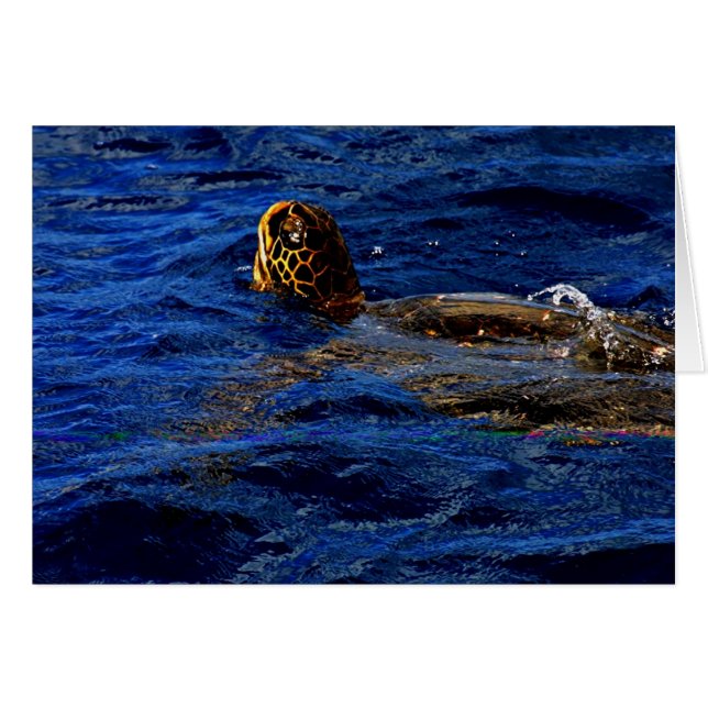 Sea Turtle (Front Horizontal)