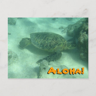 Sea Turtle Aloha from Hawaii Postcard