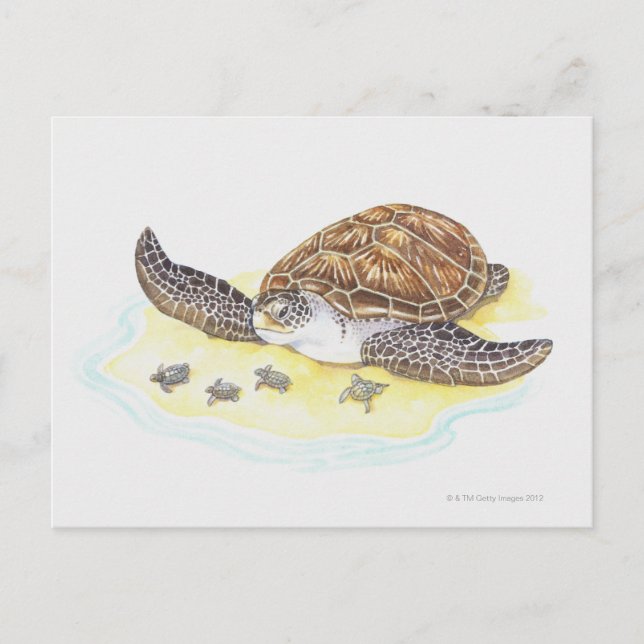 Sea Turtle and Babies Postcard (Front)