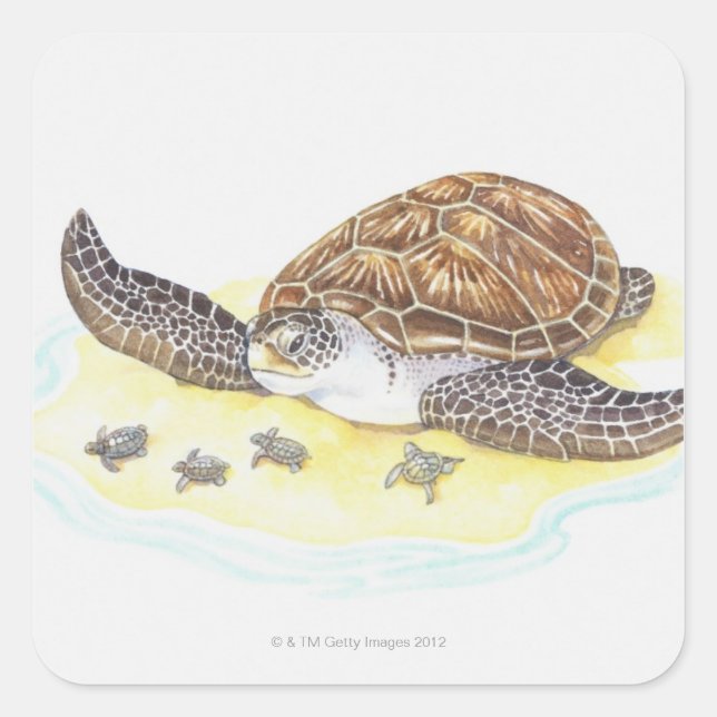 Sea Turtle and Babies Square Sticker (Front)