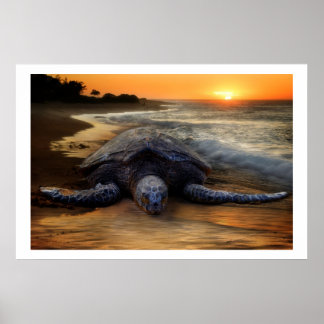 Sea Turtle at Sunset Poster
