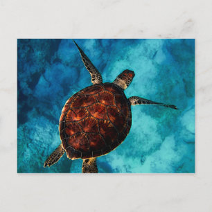Sea Turtle Beauty Postcard